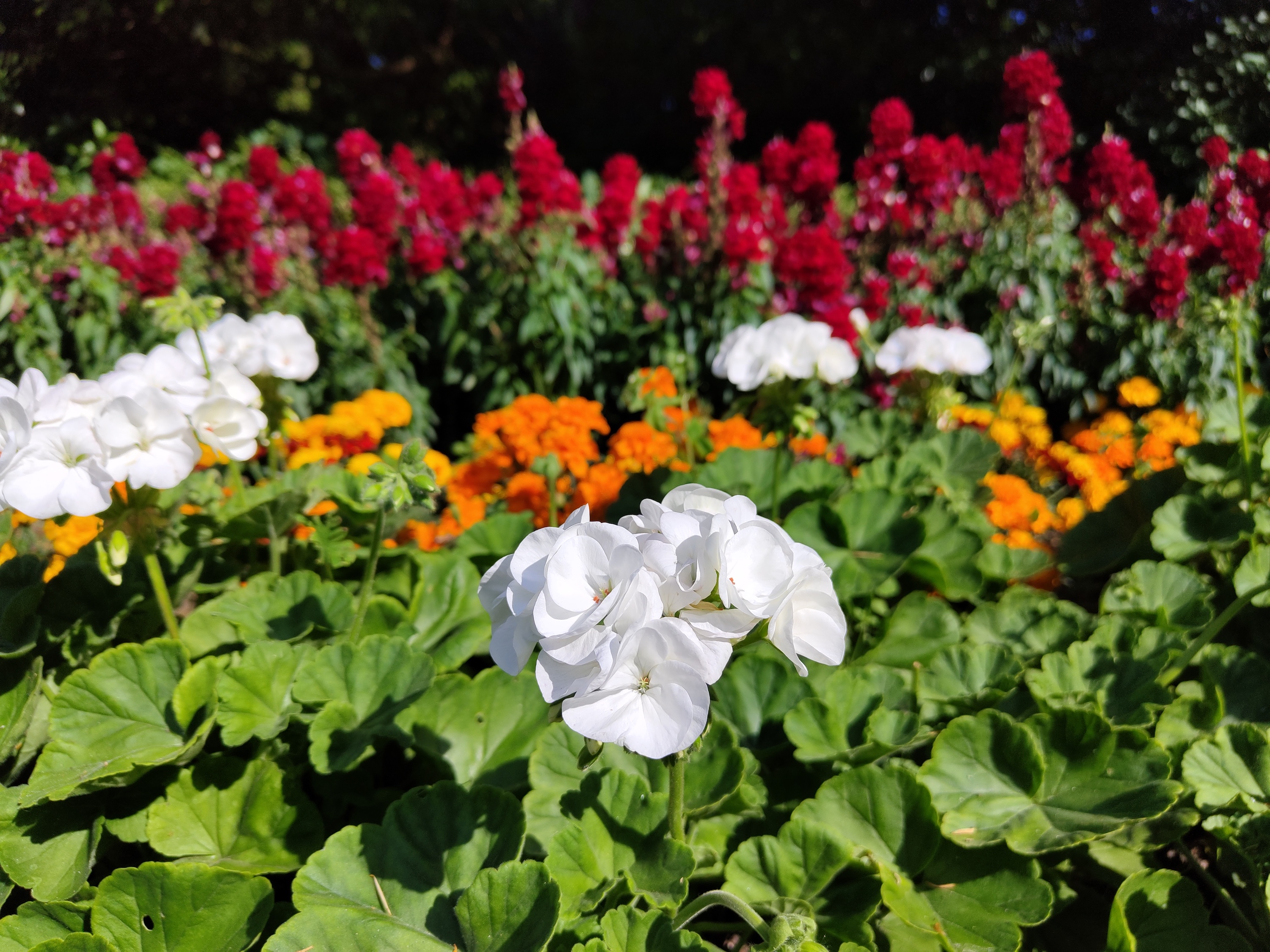 Photo of flowers taken with the Nothing Phone 1.