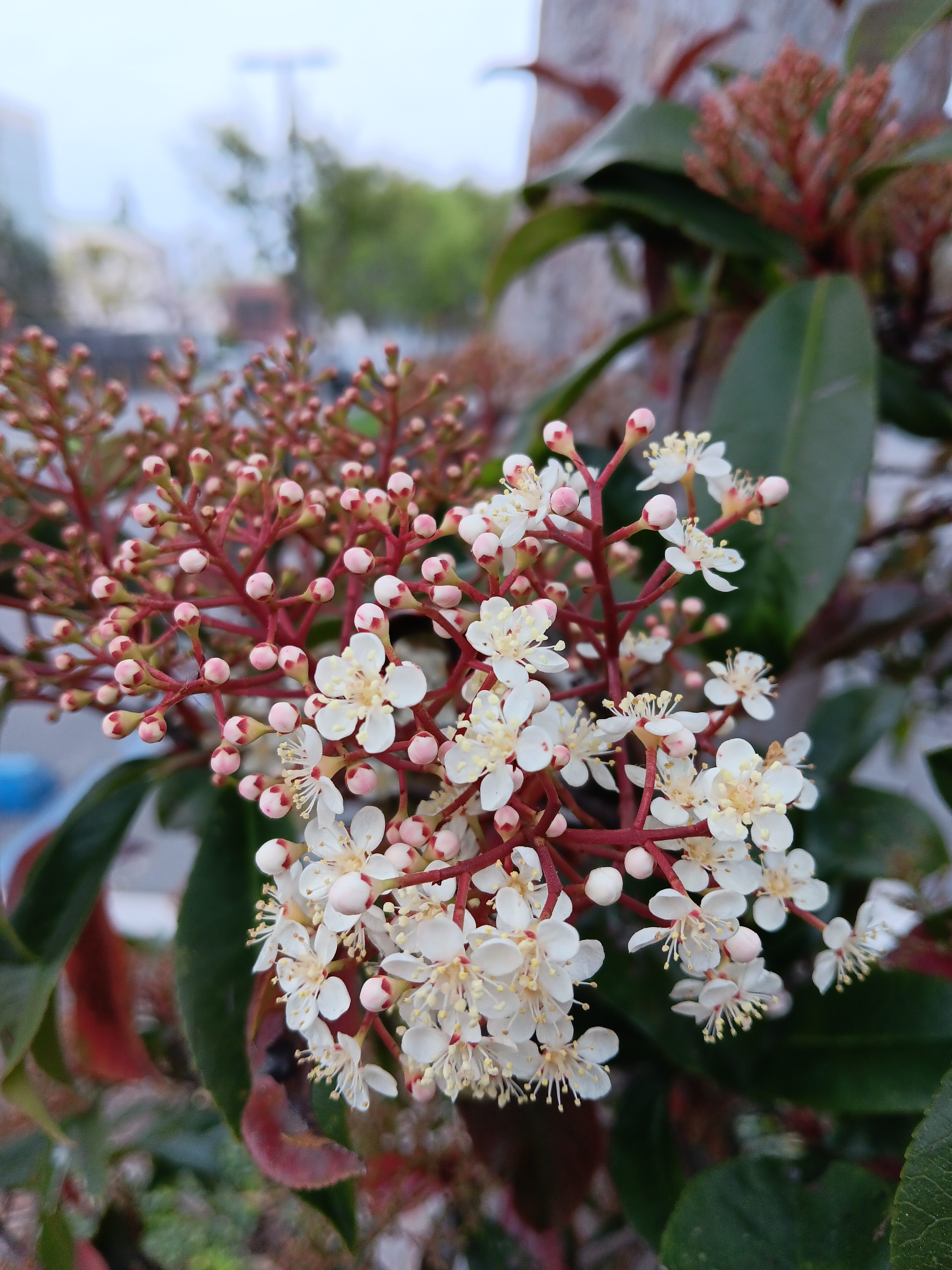 Flowers blooming taken with Samsung Galaxy A14 5G