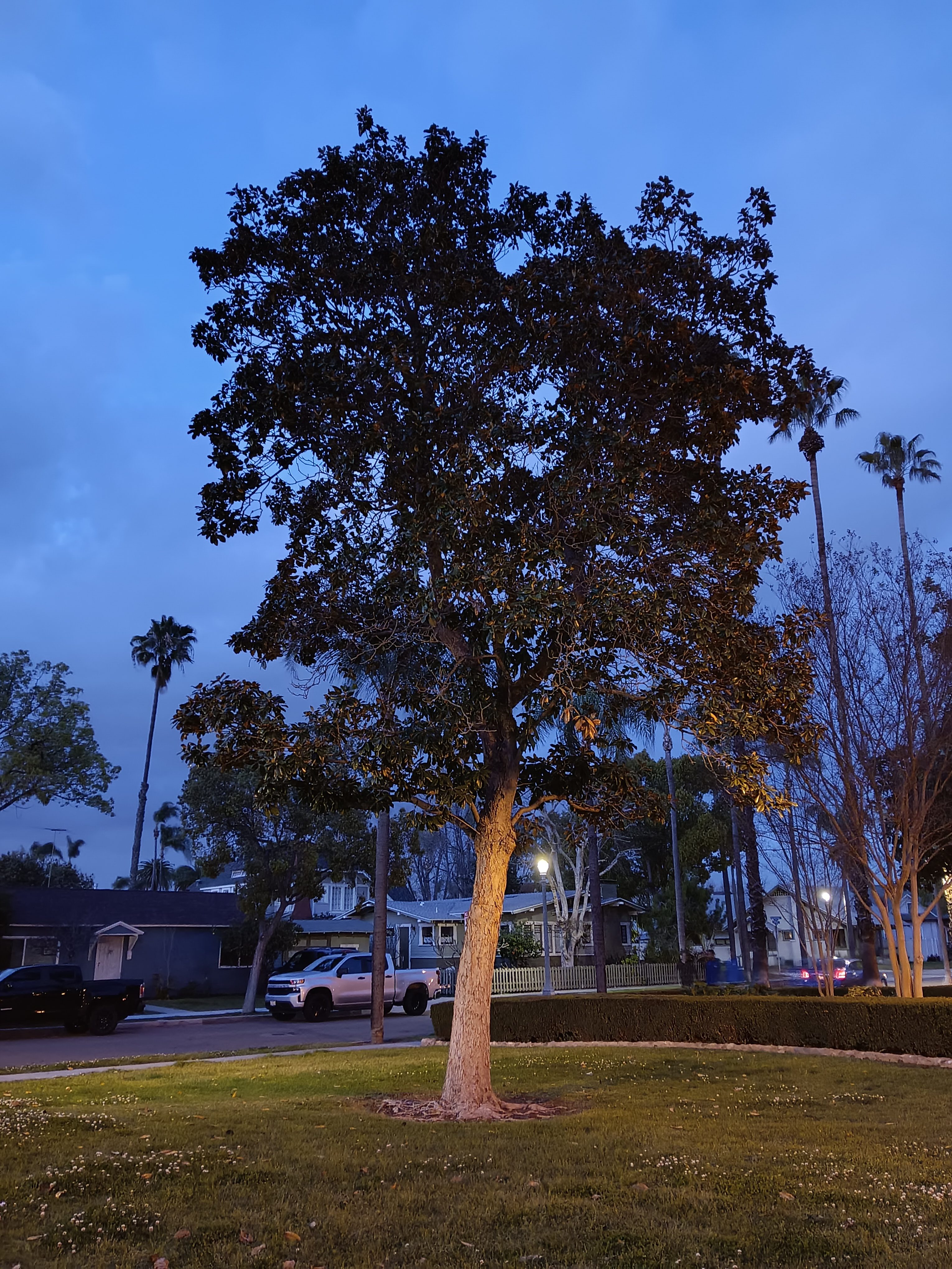Tree in the night time taken with night mode on Samsung Galaxy A14 5G