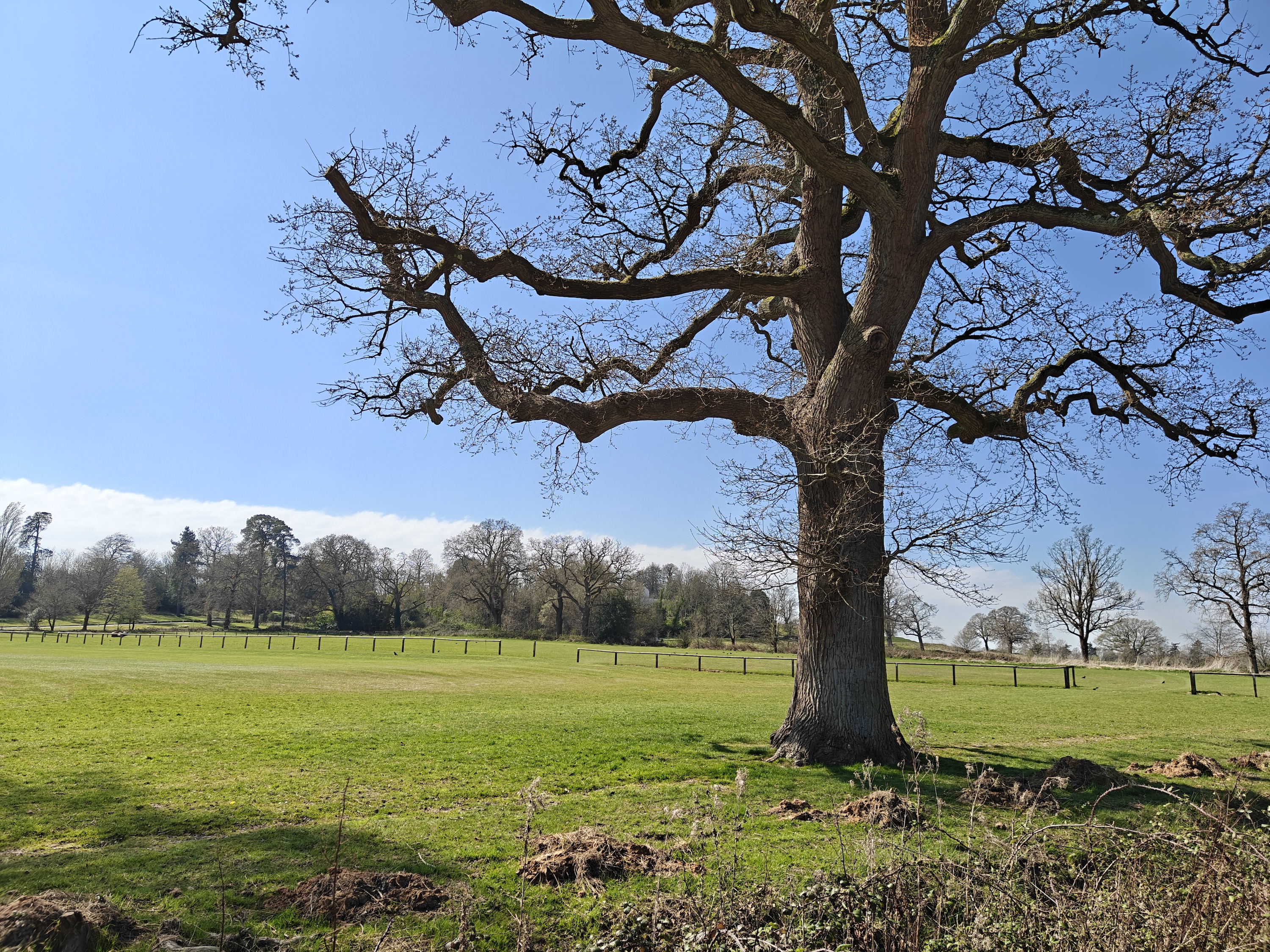 A photo taken with the OnePlus 13R's main camera.